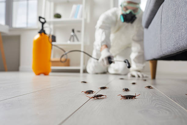 Commercial Rodent Management in Sunnyside-Tahoe City